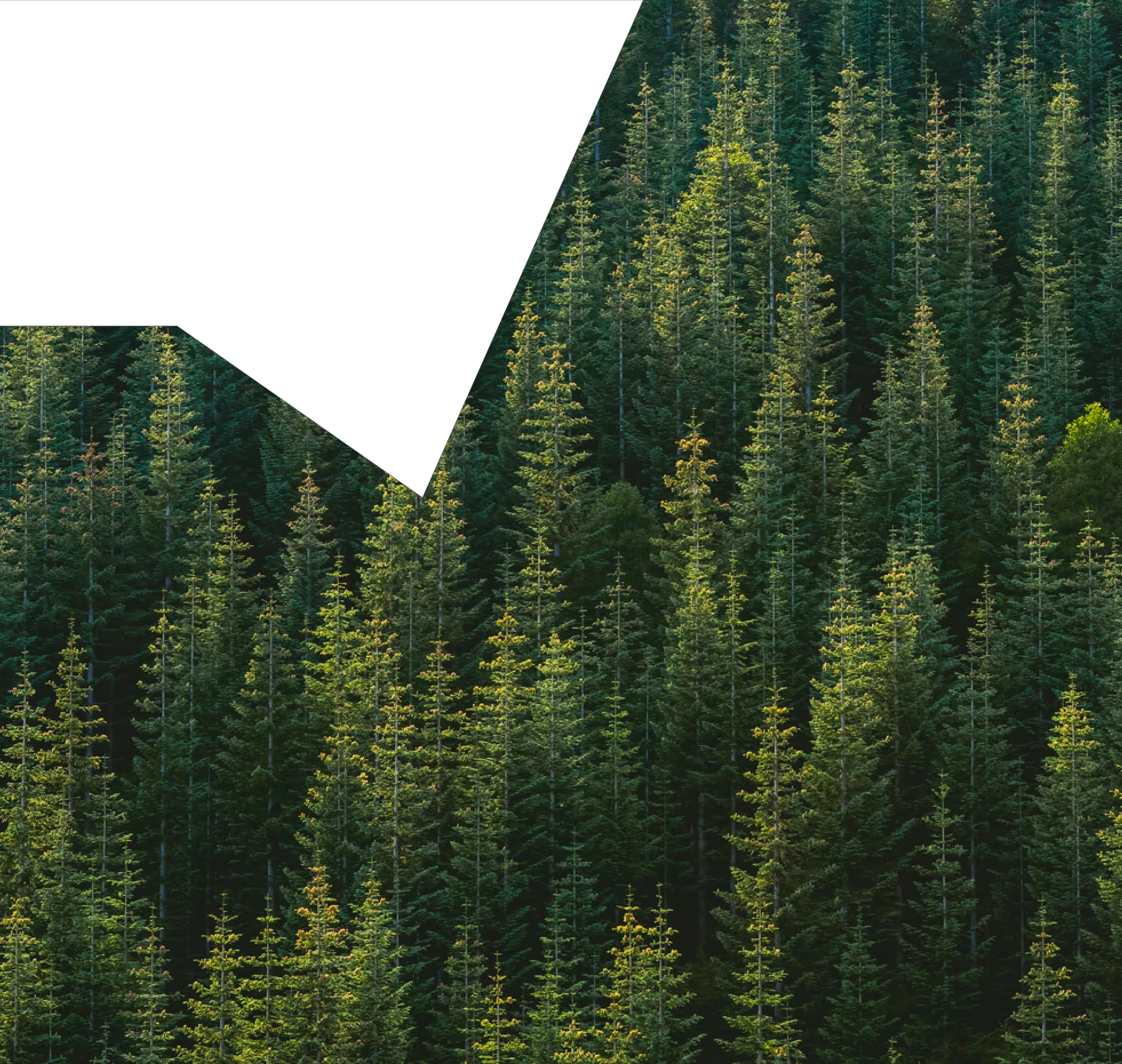 https://publictimberlandmx.blob.core.windows.net/files/landing-cinealogia/desktop/cen_arteTree.png